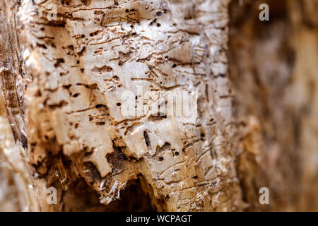 Detail of the inside of a tree trunk eaten by termites and worms. Stock Photo