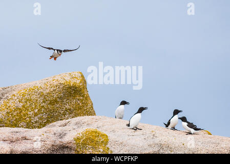 Puffin coming into land on rocks with Razorbills in the foreground. Stock Photo