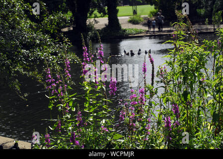 Ducks in a Pond at Peckham Rye Park in Spring Time Stock Photo