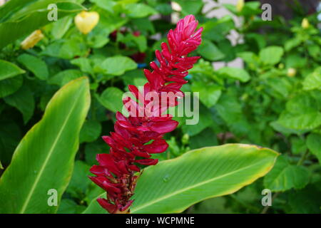 Hawaiian Red Ginger Plant in Bloom (also known as Awapuhi-Ula'Ula) Stock Photo