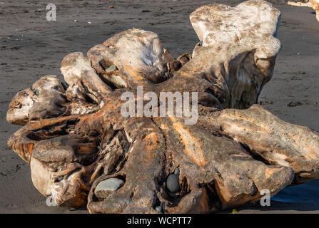 Large piece of driftwood on New Plymouth beach Stock Photo