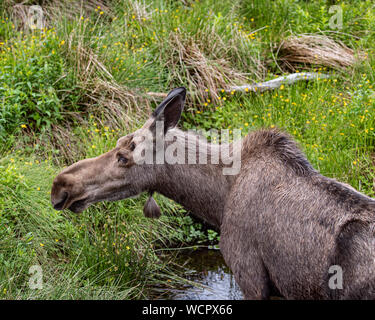 Moose drinking and grazing in a green meadow Stock Photo