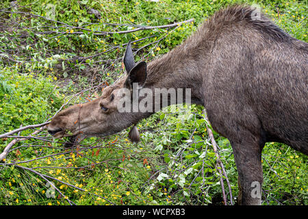 Moose drinking and grazing in a green meadow Stock Photo