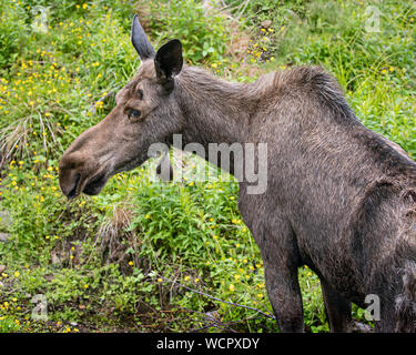 Moose drinking and grazing in a green meadow Stock Photo