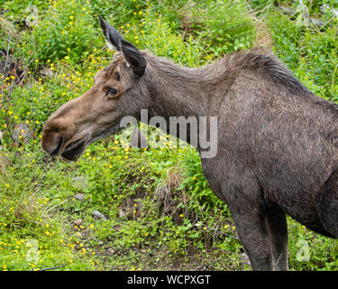 Moose drinking and grazing in a green meadow Stock Photo