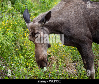 Moose drinking and grazing in a green meadow Stock Photo