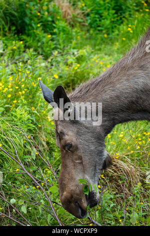 Moose drinking and grazing in a green meadow Stock Photo