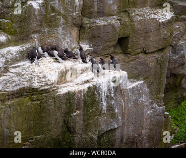 Common Murres nest on rocky cliff next to the bay in Newfoundland