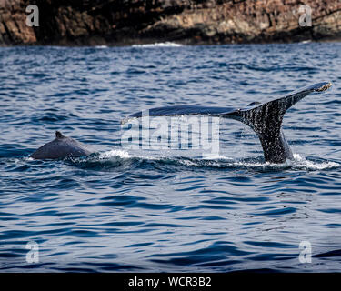 Humpback whale playing in Bay Bulls, Newfoundland Stock Photo