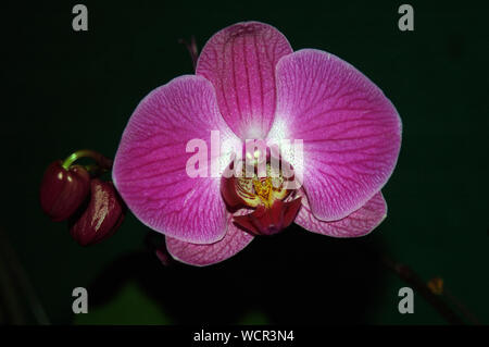 large pink Phaleonopsis orchids on black background Stock Photo