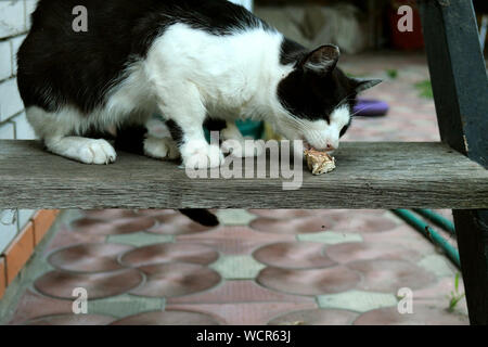 Hungry homeless cat, with appetite, eats piece of meat or other prey on steps in backyard. Outdoors Stock Photo