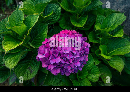 Image of beautiful blooming pink hydrangeas in the nature of Madeira, Portugal Stock Photo