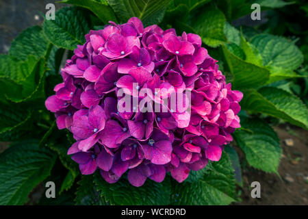 Image of beautiful blooming pink hydrangeas in the nature of Madeira, Portugal Stock Photo