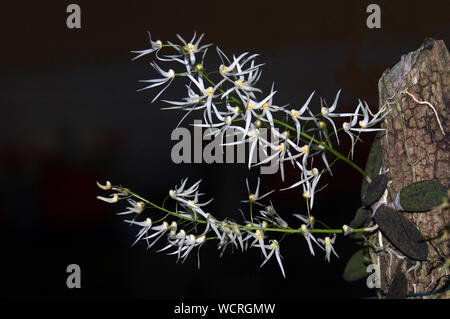 Australian native orchid - Dendrobium linguiforme Stock Photo