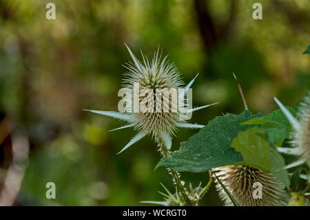 Wild teasel, Wild thistle or Dipsacus fullonum, a species of flowering plant from Eurasia, Sredna gora mountain, Bulgaria Stock Photo