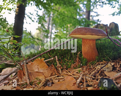 Imleria badia - edible mushroom. Fungus in the forest. close up Stock Photo