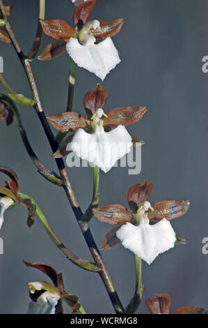 brown and white orchids, Rhynchostele bictoniensis