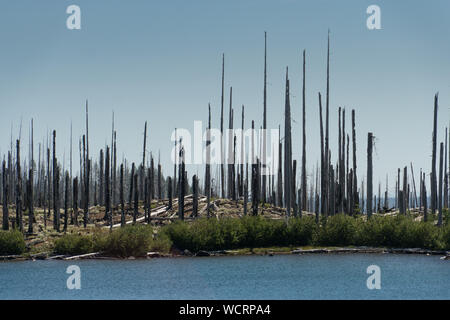 Forest recovering from 2003 B&B Complex fire at Wasco Lake, Oregon, USA. Stock Photo