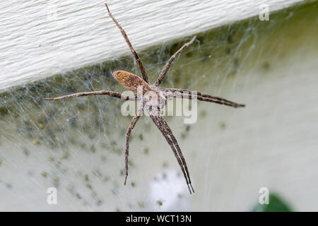 A female nursery web spider guarding her recently hatched brood.  Eggs sac and hatchlings blurred in the background. Stock Photo