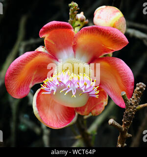 The flower of the sacred Bo tree. Shallow depth of field Stock Photo