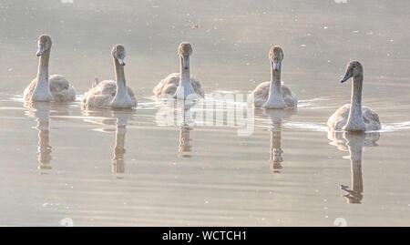 A group of five fully grown mute swan siblings swimming in a line. Stock Photo