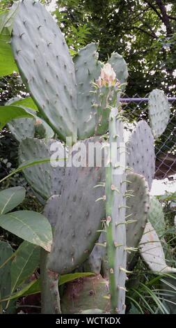 Prickly Pear Cactus Growing In Yard