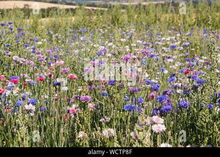Multicolored variations flowers in a field during summer Stock Photo