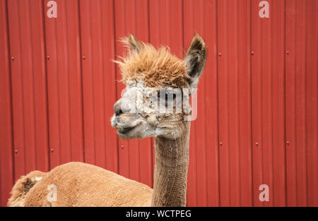 One Alpaca in front of a red barn, pets isolated,  New Jersey, USA, NJ, US, funny Farm animals humor unusual pet funny animals farm pets Stock Photo