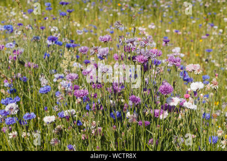 Multicolored variations flowers in a field during summer Stock Photo