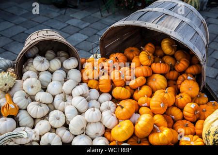 Mini pumpkins, Hooligans, spilling out of two baskets in Lancaster County, Pa, Pennsylvania, USa, container basket, hooligan, sweetie pie display Stock Photo