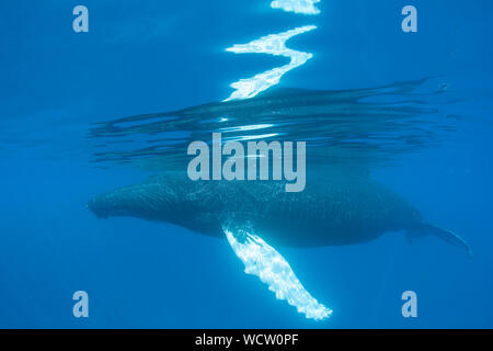 A magnificent, full grown Humpback whale, Megaptera novaeangliae, swims at the surface in the calm, clear, blue waters of the Caribbean Sea. Stock Photo