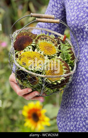 Helianthus annuus. Sunflower seedheads collected into a basket for drying in a domestic garden Stock Photo