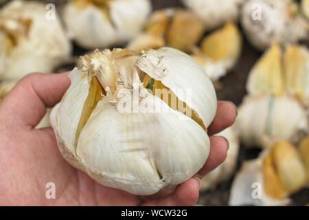 Allium ampeloprasum var. ampeloprasum. Freshly harvested Elephant garlic curing (drying) in a well ventilated spot in August. Stock Photo