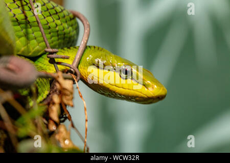 Red tailed Green Rat snake. With the body curled up Stock Photo