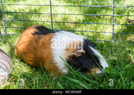 Guinea pig fence best sale