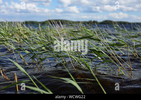 Wind blowing in the reed at blue lake Stock Photo