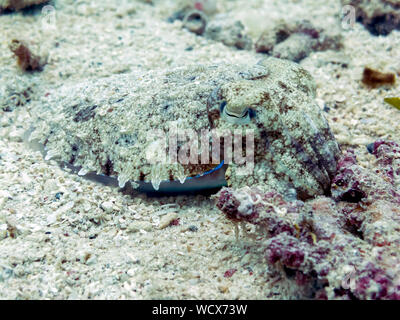 Cuttlefish Camouflaged in Coral Reef - Sipadan Island, Borneo Stock Photo