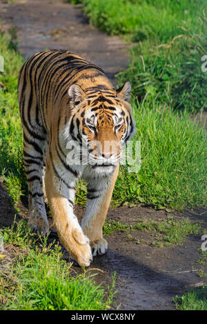 Siberian tiger, (Panthera tigris altaica), walking along a dirt road with vegetation, with afternoon sunlight Stock Photo