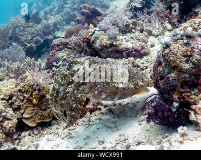 Cuttlefish Camouflaged in Coral Reef - Sipadan Island, Borneo Stock Photo