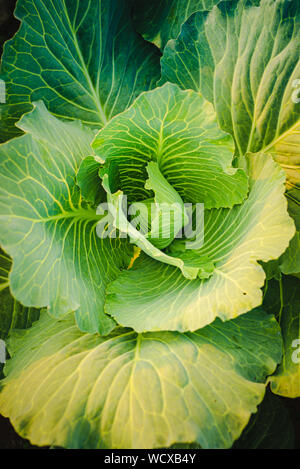 Green cabbages head grow on field. Closeup Stock Photo