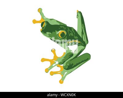 Red Eye Tree Frog Vector Stock Vector