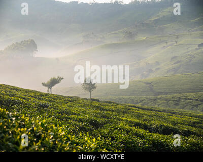 Tea Plantation near Munnar, Idukki District, Kerala, India, Asia Stock Photo
