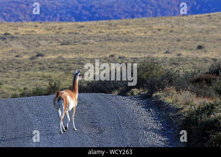 A wild Guanaco (Lama guanicoe) crossing a dirt road in the Torres del Paine National Park in Chilean Patagonia. Stock Photo