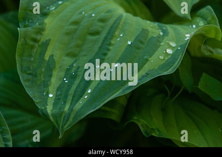 wet hosta leaves, natural background Stock Photo