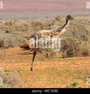 Australian emu, Dromaius novaehollandiae, large flightless bird, running through low growing vegetation on outback plains Stock Photo