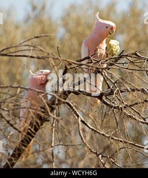 Pair of beautiful pink & white Australian Major Mitchell cockatoos, Lophochroa leadbeateri, in dead tree with one feeding on wild melon in outback Qld Stock Photo
