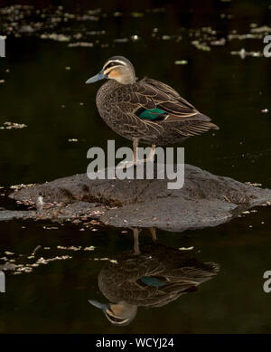 Australian Pacific black duck, Anas superciliosa, standing on rock and reflected in calm dark water of stream at Tooloom Falls NSW Stock Photo