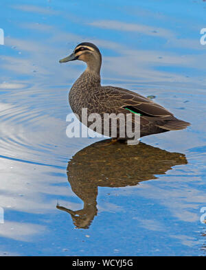 Australian Pacific black duck, Anas superciliosa, standing and reflected in calm blue water of lake in NSW Stock Photo