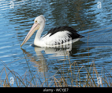 Beautiful black and white Australian Pelican, Pelecanus conspicillatus, drifting on and reflected in calm blue water of lake Stock Photo