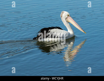 Beautiful black and white Australian Pelican, Pelecanus conspicillatus, drifting on and reflected in calm blue water of lake Stock Photo